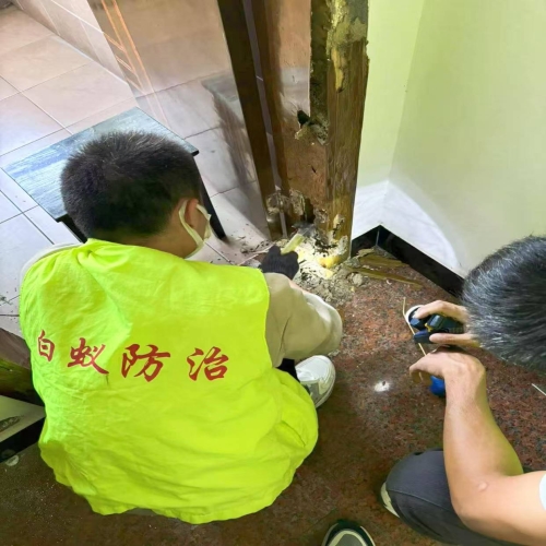 白蚁消杀